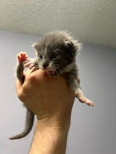 A baby small-sized male Gray & White American Shorthair cat named Oyster for adoption in Muskegon, MI