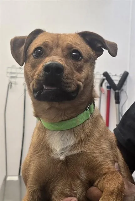 A young small-sized male Chihuahua dog named Ranger for adoption in Tucson, AZ