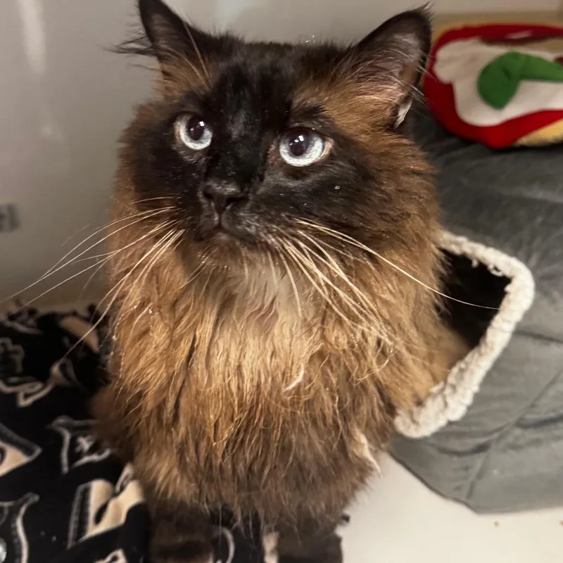 A senior extra large-sized male Brown / Chocolate Himalayan cat named House for adoption in Wheeling, IL