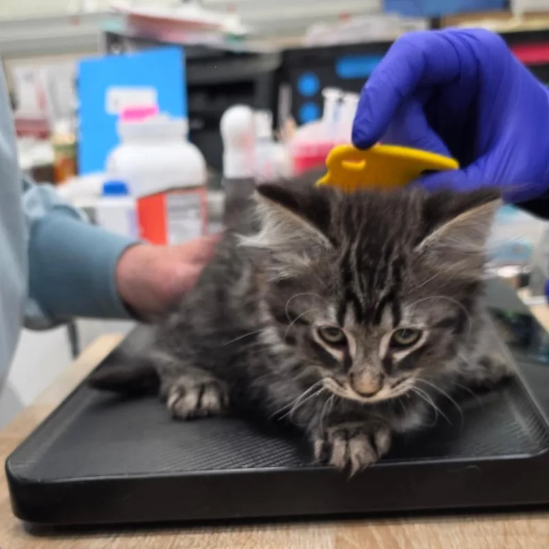 A baby small-sized male Domestic Long Hair cat named B Bruno for adoption in Centralia, WA
