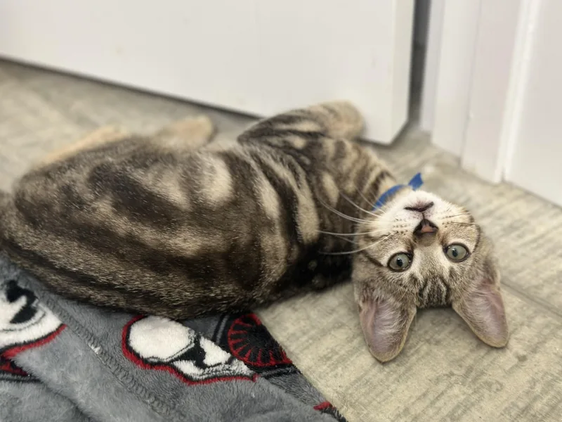 A baby medium-sized male Brown / Chocolate Domestic Short Hair cat named Professer for adoption in Largo, FL