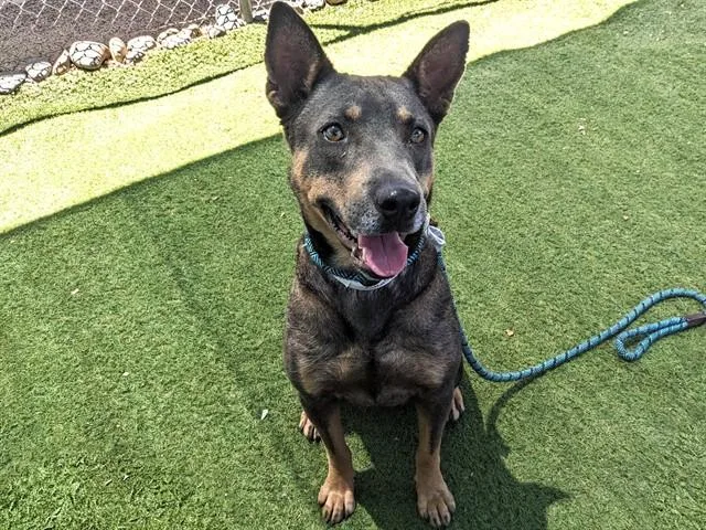 A young large-sized female Bull Terrier dog named Nova for adoption in Phoenix, AZ