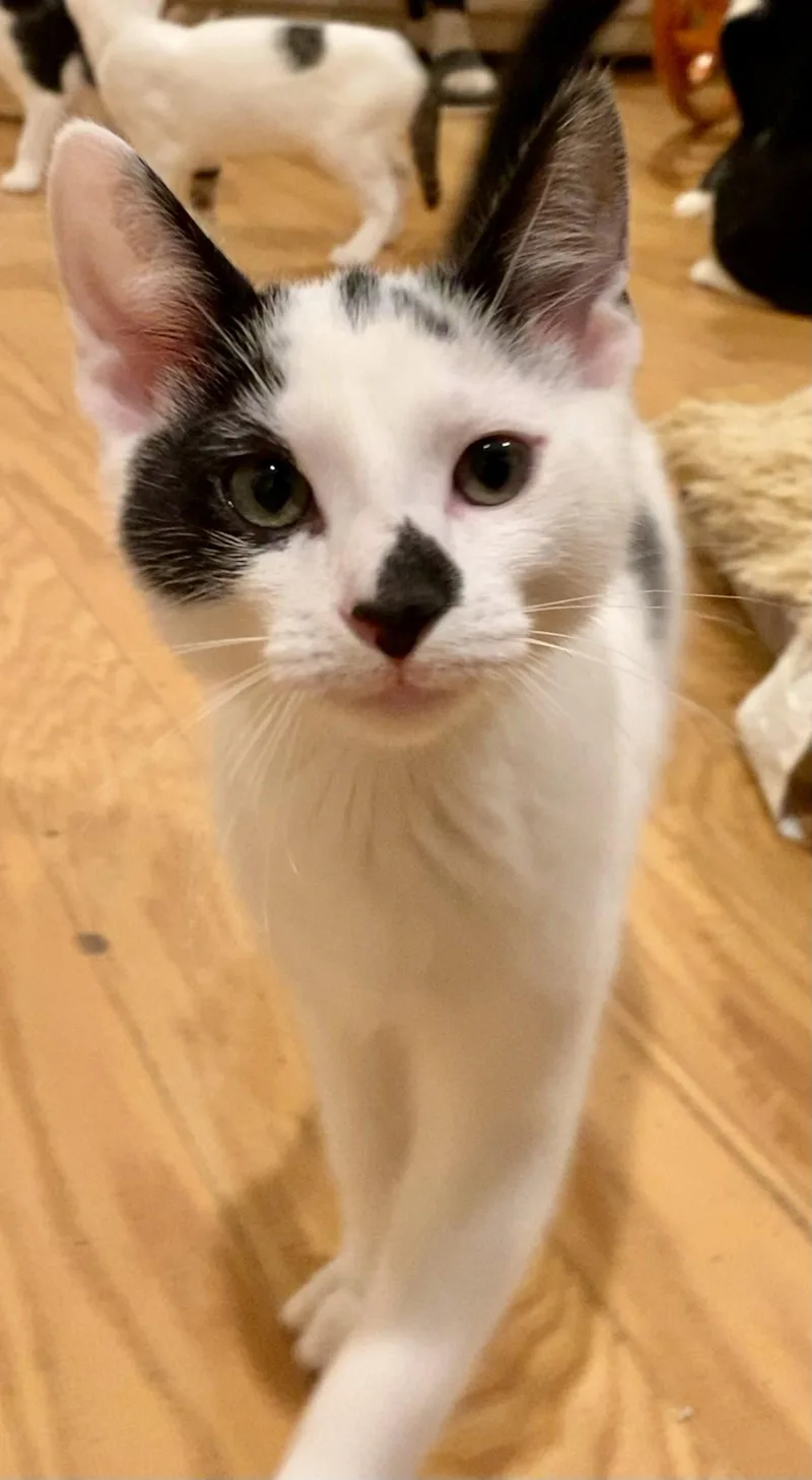 Seba