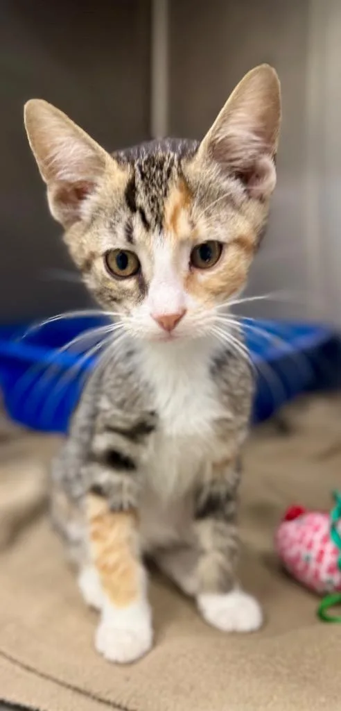 Gertrude