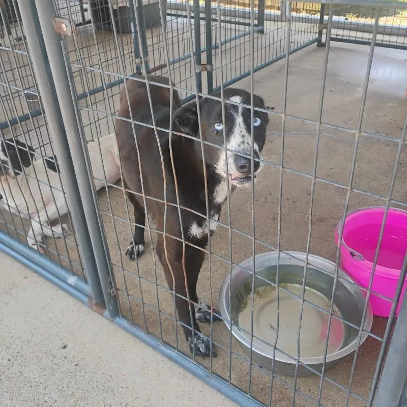 A young medium-sized female Black Border Collie dog named Belle for adoption in Paris , TN