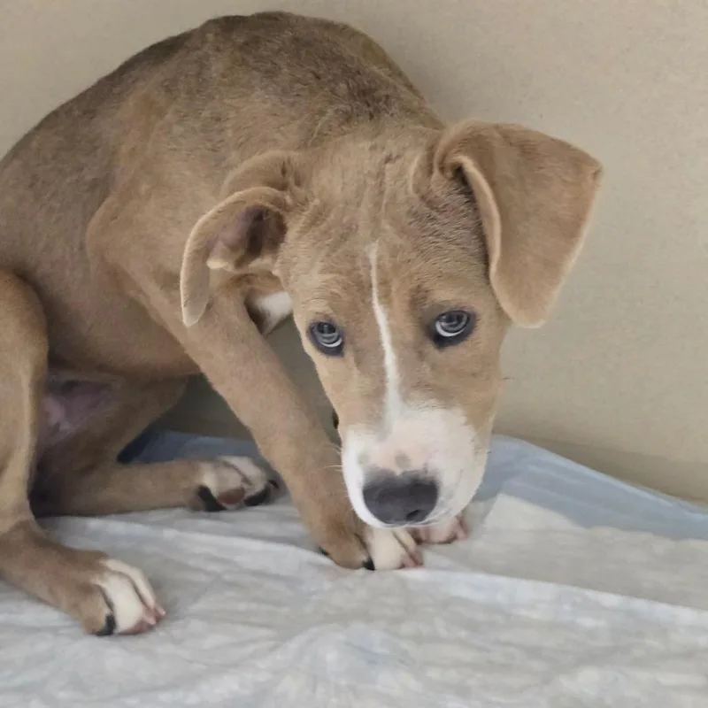 A baby small-sized female Pit Bull Terrier dog named Baby Ruth for adoption in Concord, NC