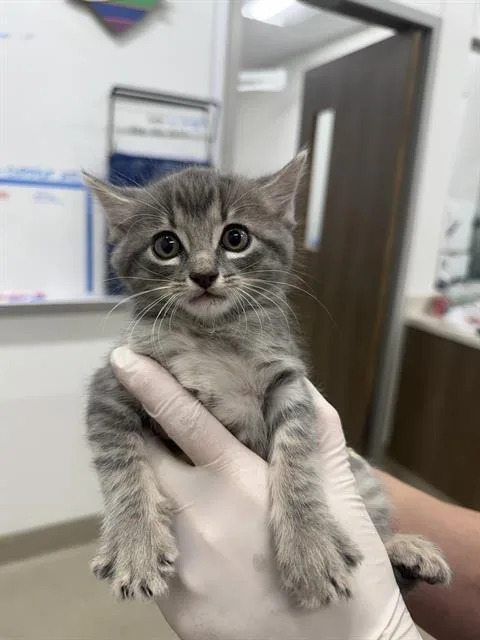 A baby small-sized male Domestic Short Hair cat named Ike for adoption in Baytown, TX