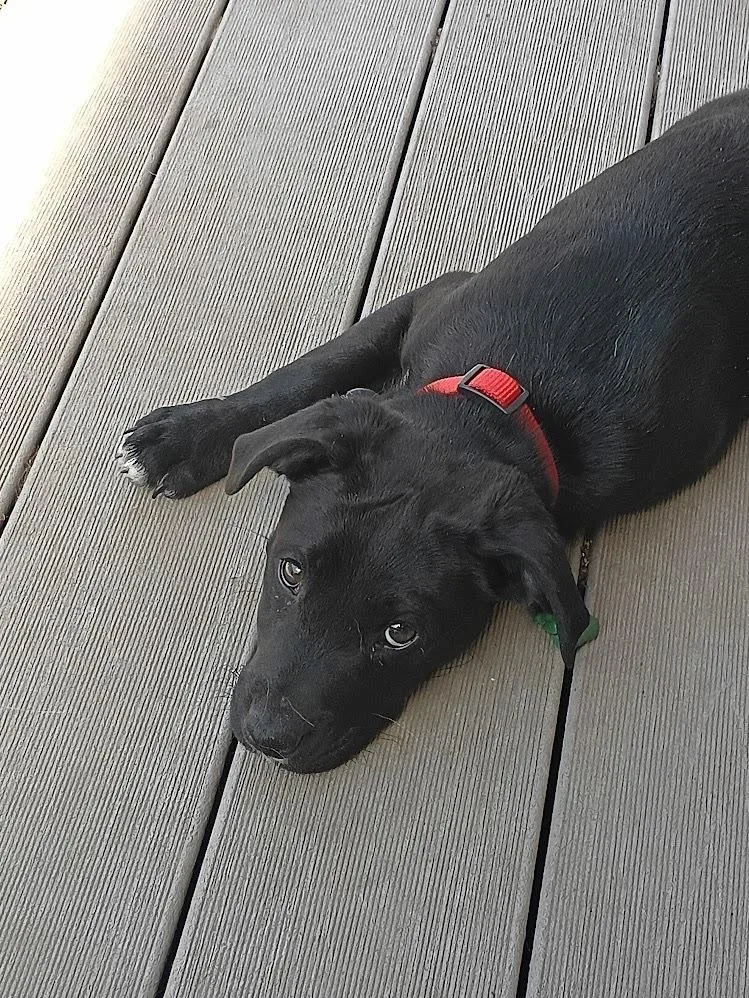 A baby small-sized male Black Labrador Retriever dog named Cupid for adoption in Rockland, WI
