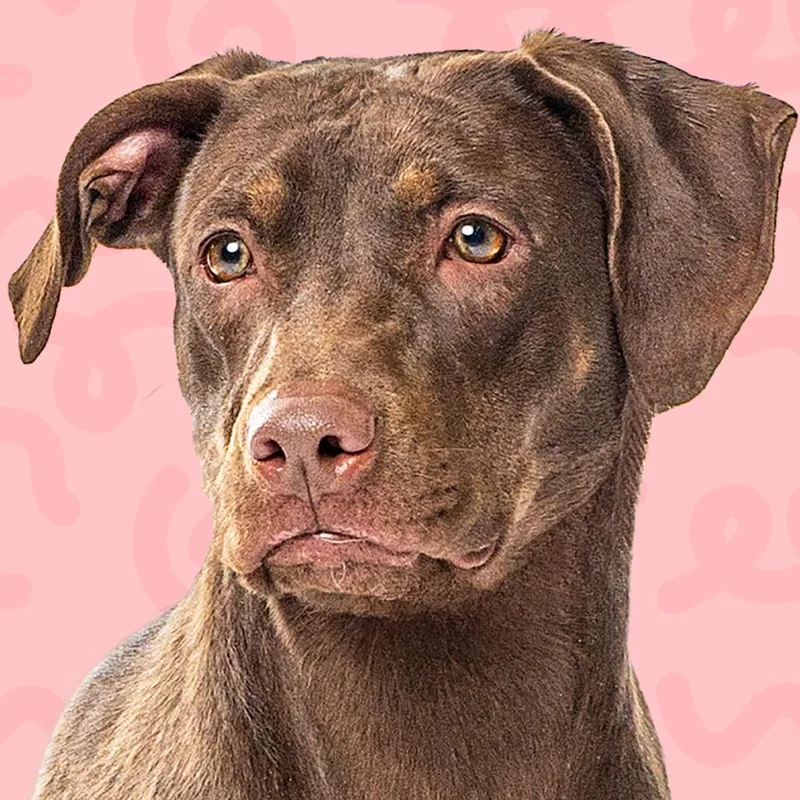 A young large-sized female Brown / Chocolate Catahoula Leopard Dog dog named Mimzy for adoption in Reno, NV