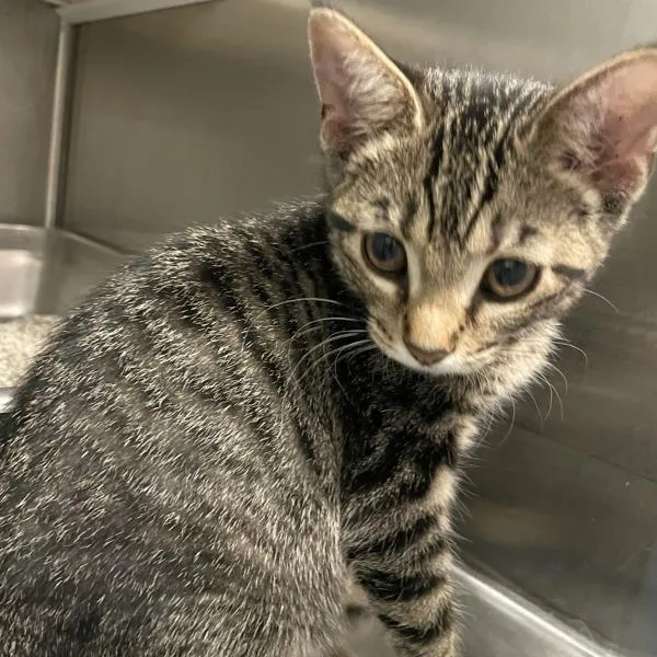 A baby small-sized female Domestic Short Hair cat named April for adoption in Des Moines, IA