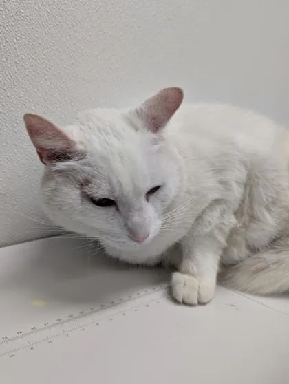 A baby small-sized male Domestic Short Hair cat named Firefly Fka Blink for adoption in West Chester, PA