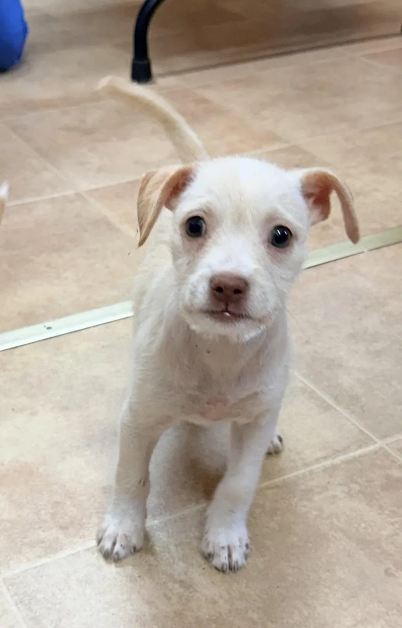 A young medium-sized female Chihuahua dog named Cyndi Lauper for adoption in Raleigh, NC