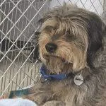 A young small-sized male Mixed Breed dog named Button for adoption in Green Valley, AZ