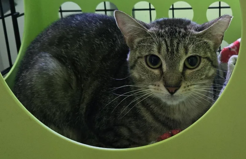 A young medium-sized female Domestic Short Hair cat named Sadie for adoption in Windsor, CT
