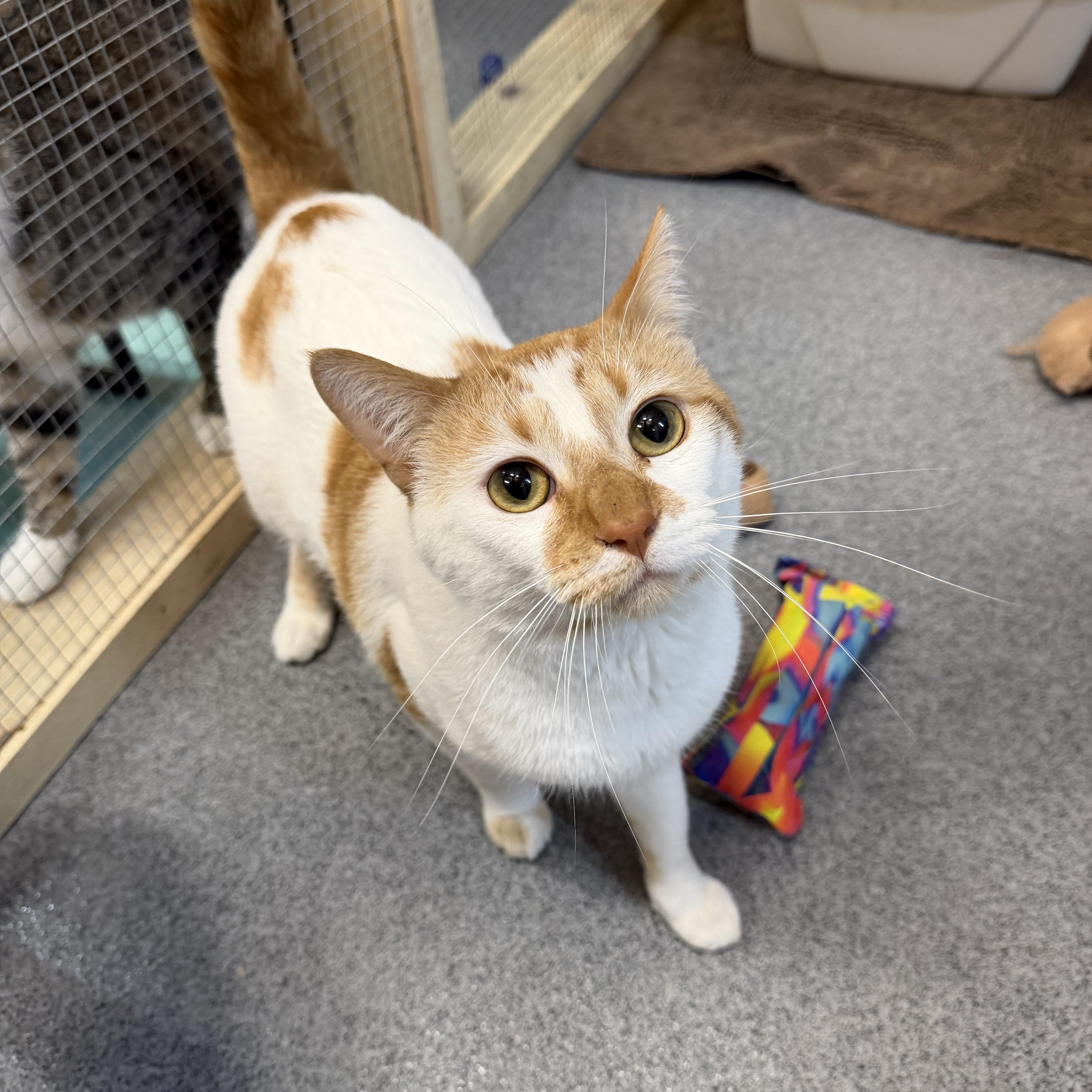 A young medium-sized female Orange & White Domestic Short Hair cat named Tails & Rocky for adoption in Chisholm, MN