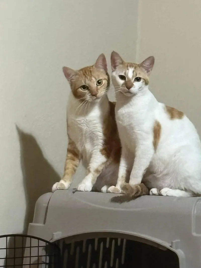Tails & Rocky thumbnail 5