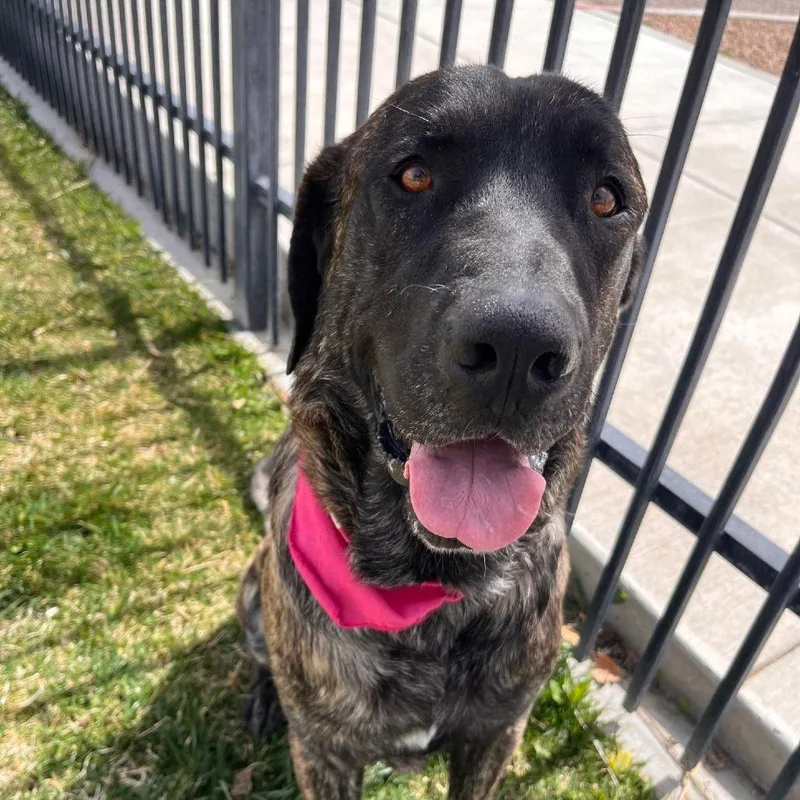 An adult large-sized male Brindle Mastiff dog named Stray Hold Baby for adoption in Albuquerque, NM