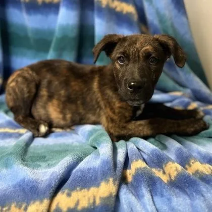 A baby medium-sized male Pit Bull Terrier dog named Sarge for adoption in Red Bluff, CA