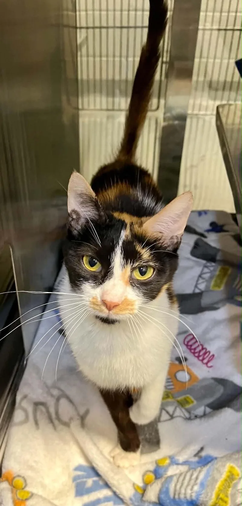 An adult medium-sized female Domestic Short Hair cat named Zapp's for adoption in Moundsville, WV