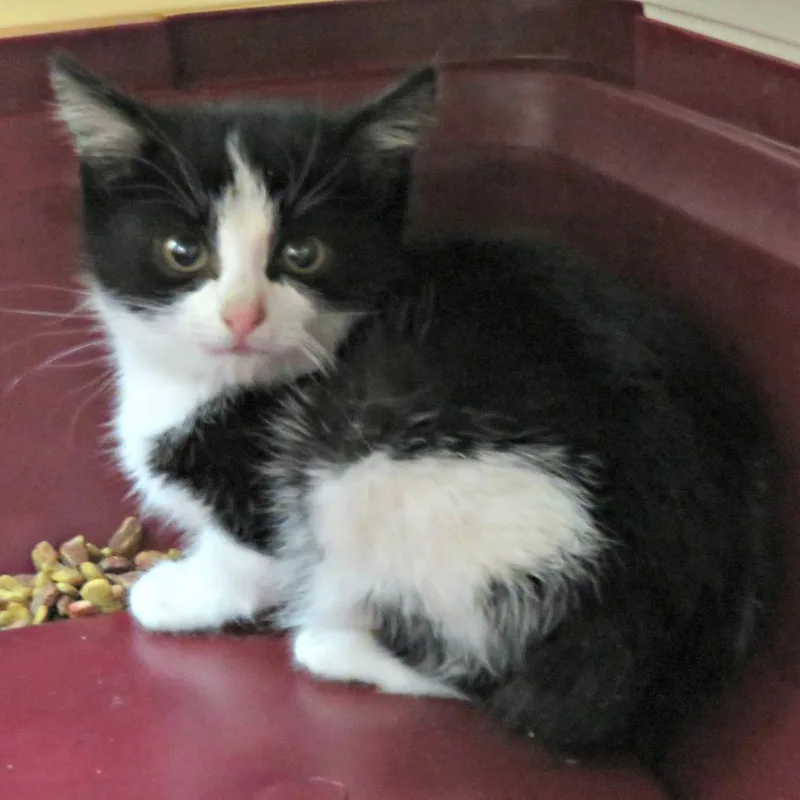 An adult medium-sized female Black Domestic Short Hair cat named Willa Rockbridge for adoption in Merrifield, VA