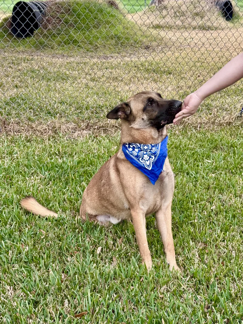 An adult large-sized male Yellow / Tan / Blond / Fawn Belgian Shepherd / Malinois dog named Balto for adoption in Houston, TX