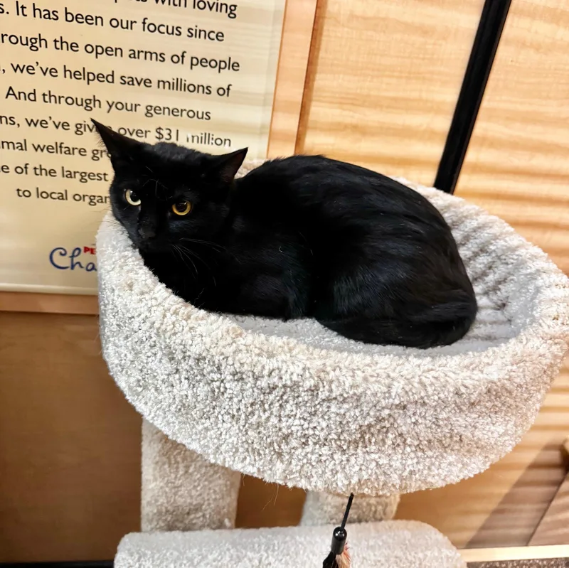 A baby medium-sized female Black Domestic Short Hair cat named Hocus for adoption in Springfield, PA