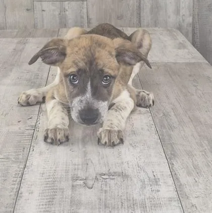 An adult small-sized male Mixed Breed dog named Yola for adoption in Shreveport, LA
