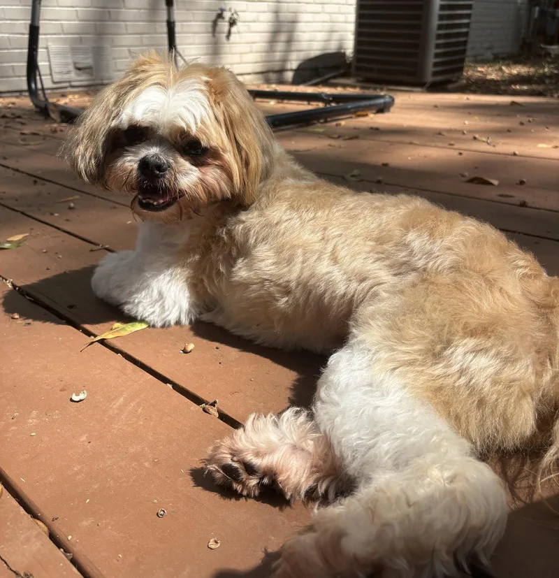 A senior small-sized male Shih Tzu dog named Riley Ringo for adoption in Alpharetta, GA