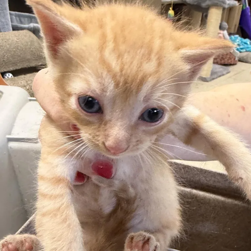 A baby small-sized male Domestic Short Hair cat named Romeo for adoption in Birmingham, AL