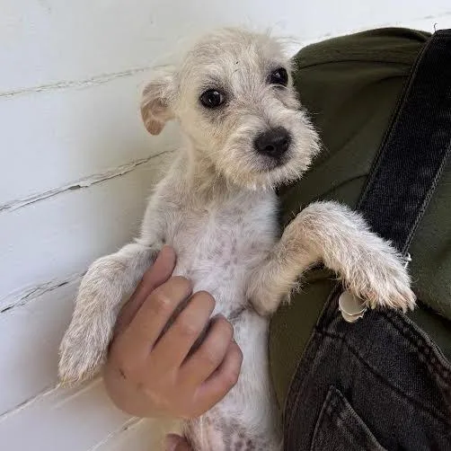 A baby small-sized male White / Cream Terrier dog named Caleb for adoption in Sonoma, CA
