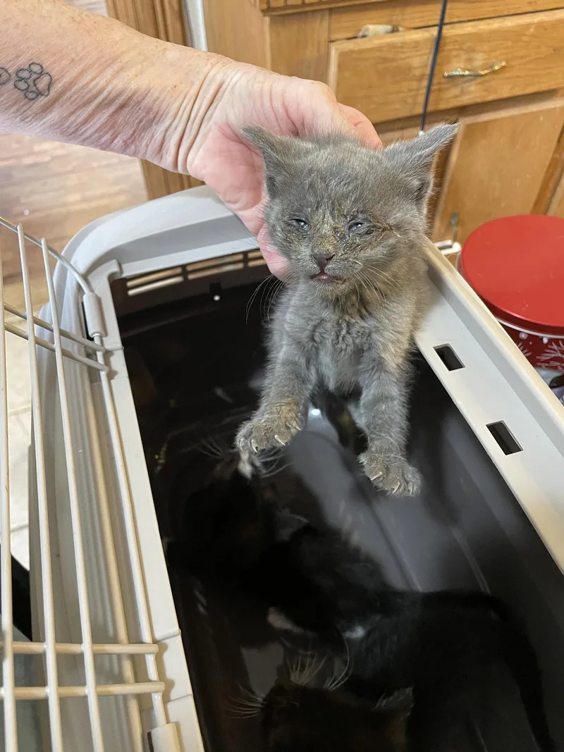 A baby medium-sized female Gray / Blue / Silver Domestic Short Hair cat named Holly B. for adoption in Trenton, NJ