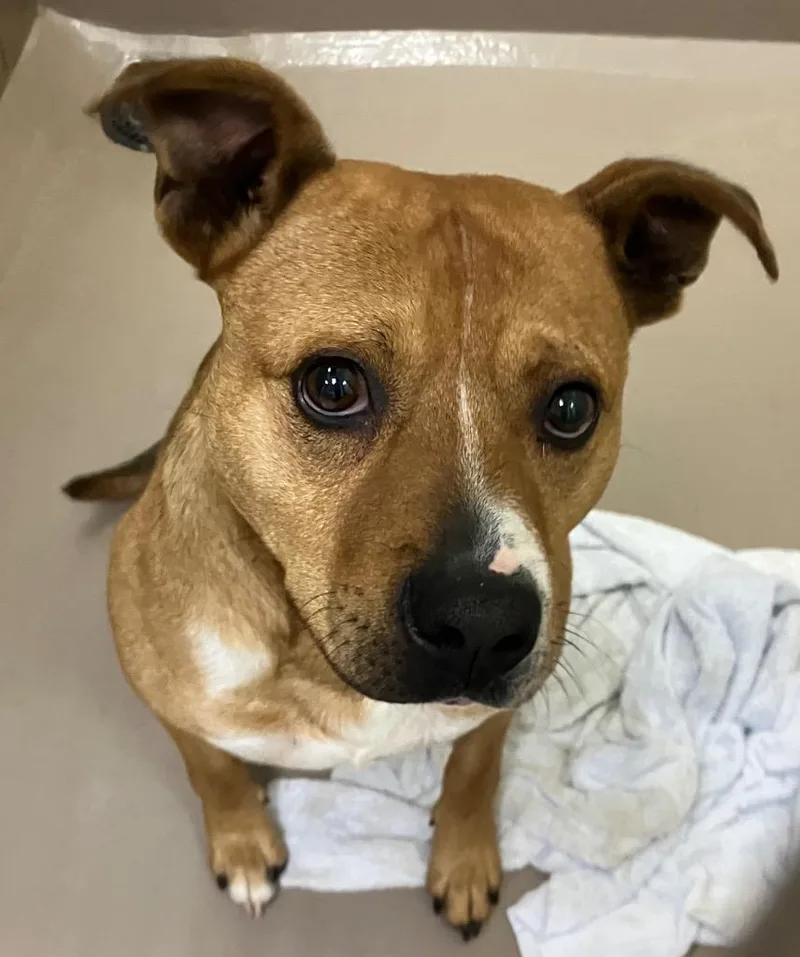 A young medium-sized male Hound dog named Marmot for adoption in Christiansburg, VA
