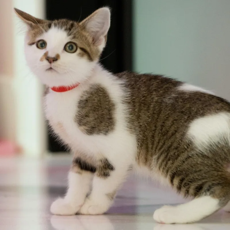 A baby small-sized male White Domestic Short Hair cat named Bendict for adoption in Forest Park, IL