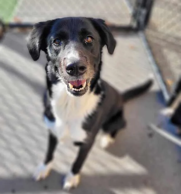 An adult medium-sized female Border Collie dog named Daisy for adoption in Topeka, KS