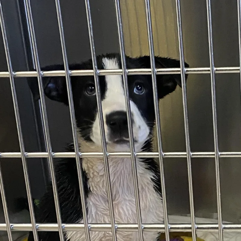 A baby small-sized male Black Mixed Breed dog named Runner for adoption in Ardmore, OK