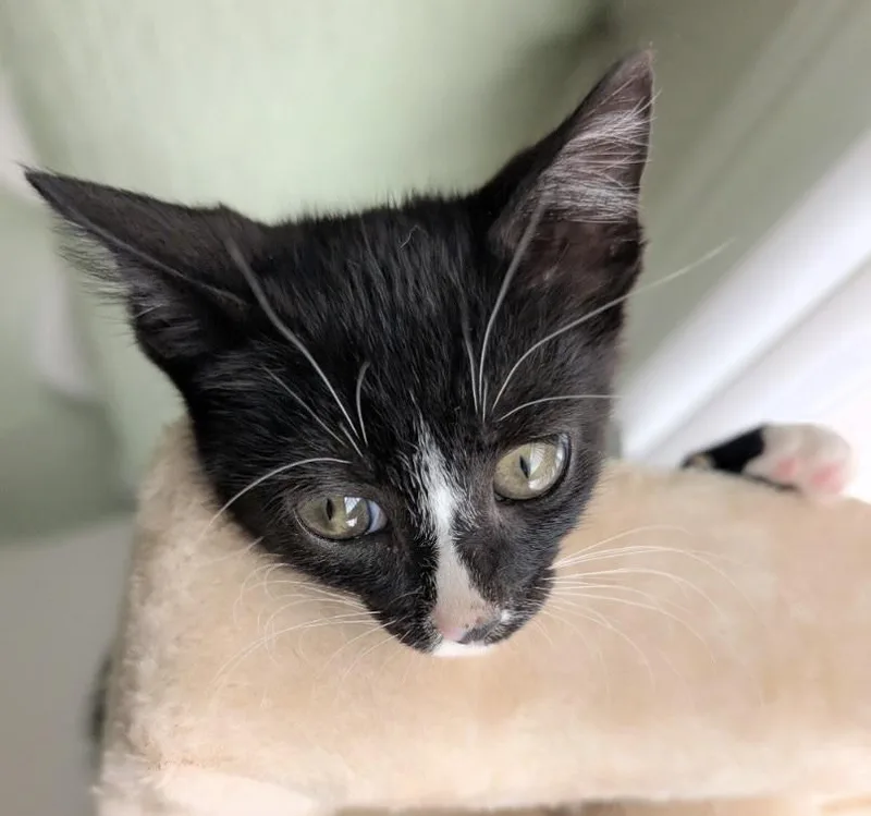 A baby small-sized male Black & White / Tuxedo Domestic Short Hair cat named Starlight for adoption in San Juan Capistrano, CA