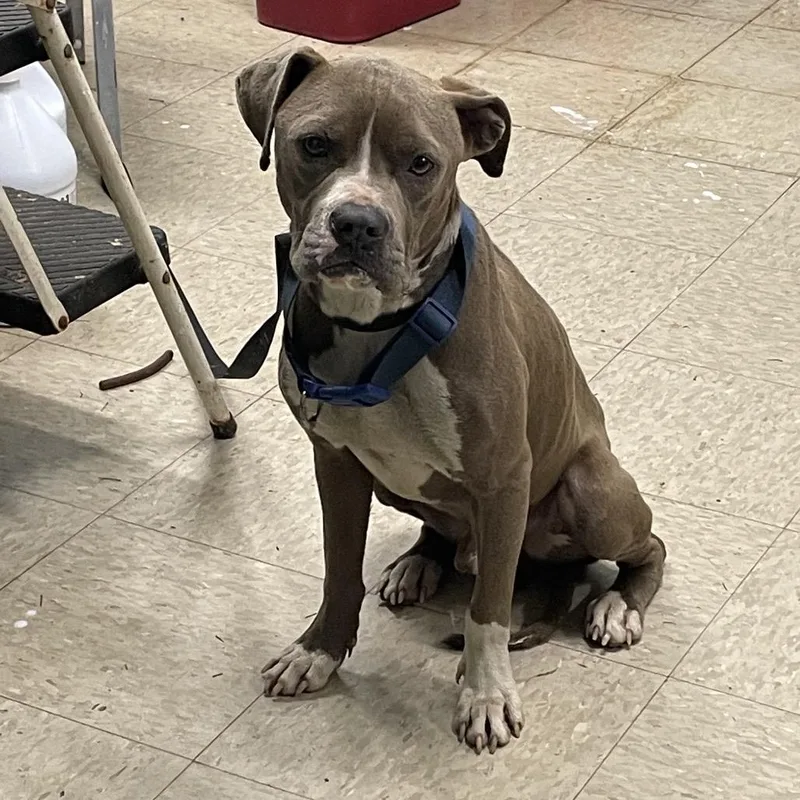 An adult medium-sized male Gray / Blue / Silver Mixed Breed dog named Roll Over for adoption in Monroeville, AL