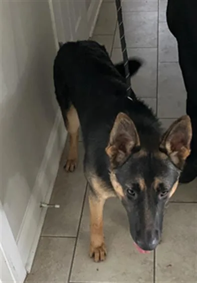 A young large-sized male German Shepherd Dog dog named Gunner for adoption in Dallas, TX