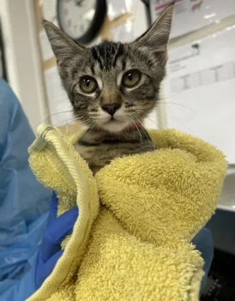 A young small-sized female Domestic Short Hair cat named Mozzarella for adoption in Roseville, CA