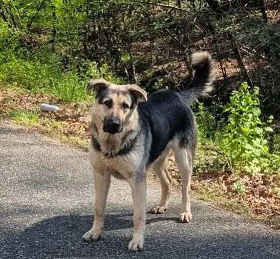An adult large-sized male German Shepherd Dog dog named Shep for adoption in Marshall, NC