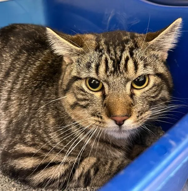 A young small-sized male Domestic Short Hair cat named Gizmo for adoption in Golden, CO