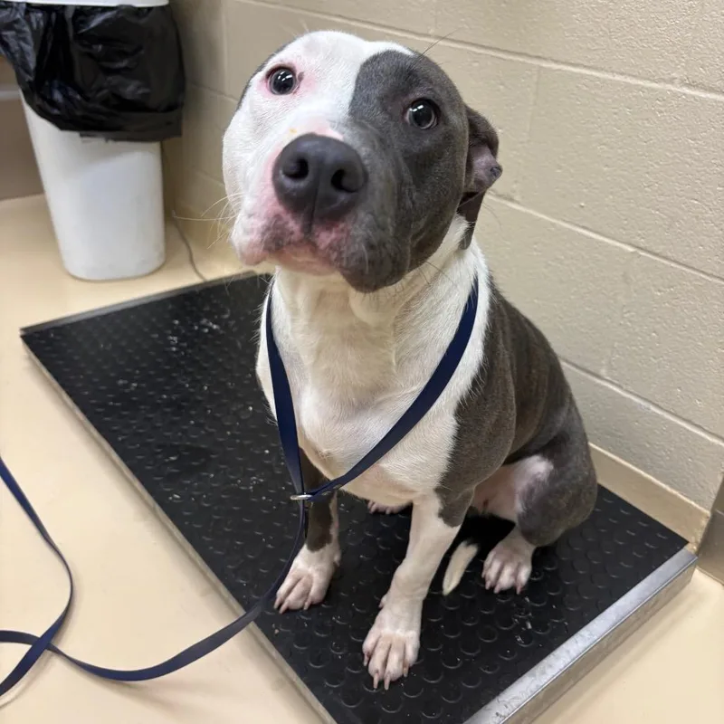A young medium-sized female Pit Bull Terrier dog named Trixie for adoption in Winston-Salem, NC