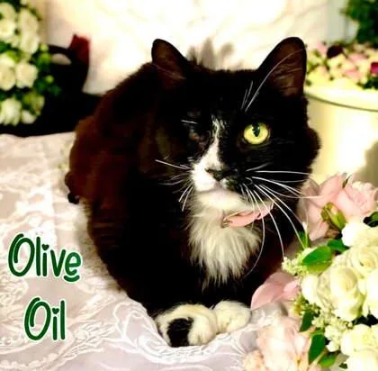 Olive Oil