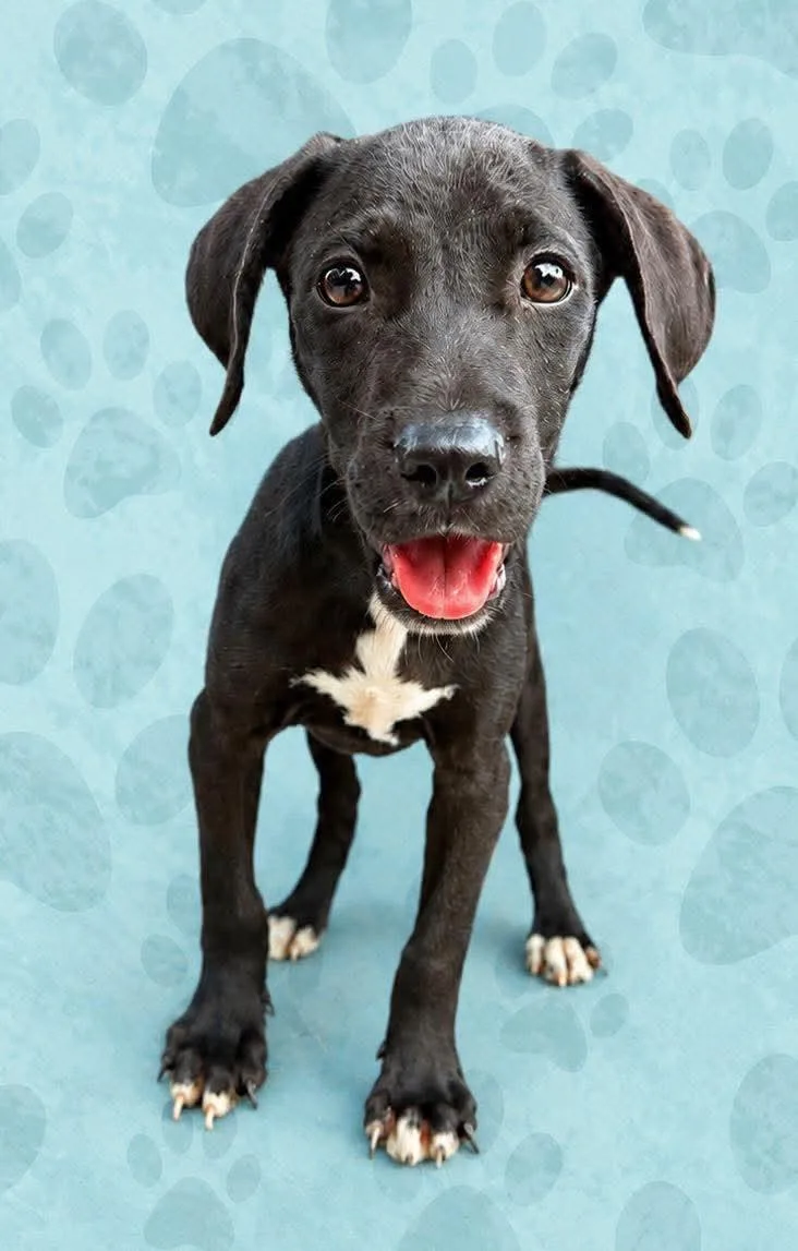 A baby medium-sized male Labrador Retriever dog named Tot for adoption in Carmel, NY
