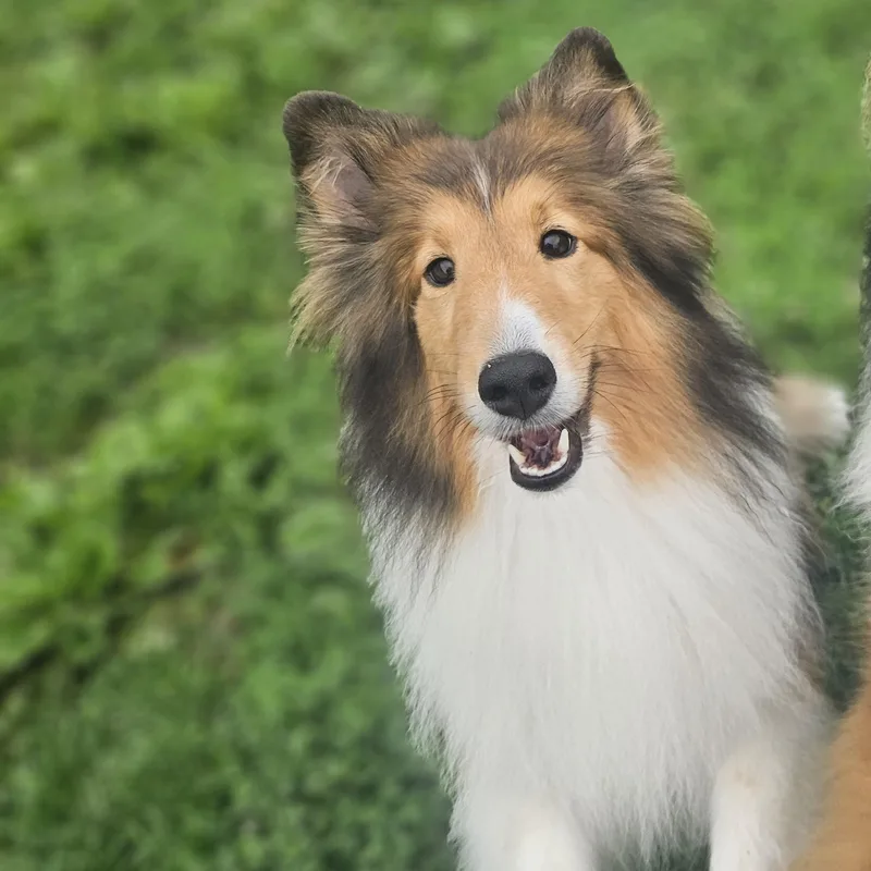 An adult small-sized female Shetland Sheepdog / Sheltie dog named Joy for adoption in Ramsey, IN