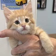 A baby small-sized female Domestic Long Hair cat named Betty for adoption in Greensboro, GA