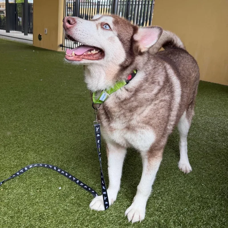 An adult large-sized male Siberian Husky dog named Milo for adoption in West Palm Beach, FL