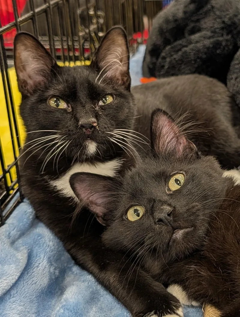 A young medium-sized female Tuxedo cat named Abigail for adoption in Pompano Beach, FL