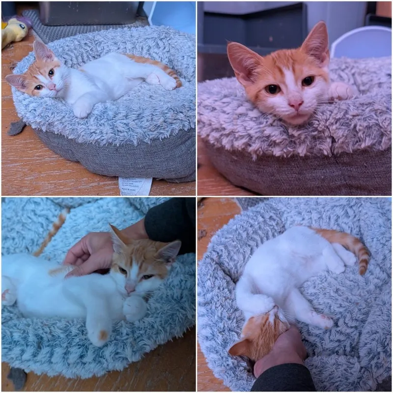 A baby small-sized male White Domestic Short Hair cat named Tigger for adoption in Reisterstown, MD