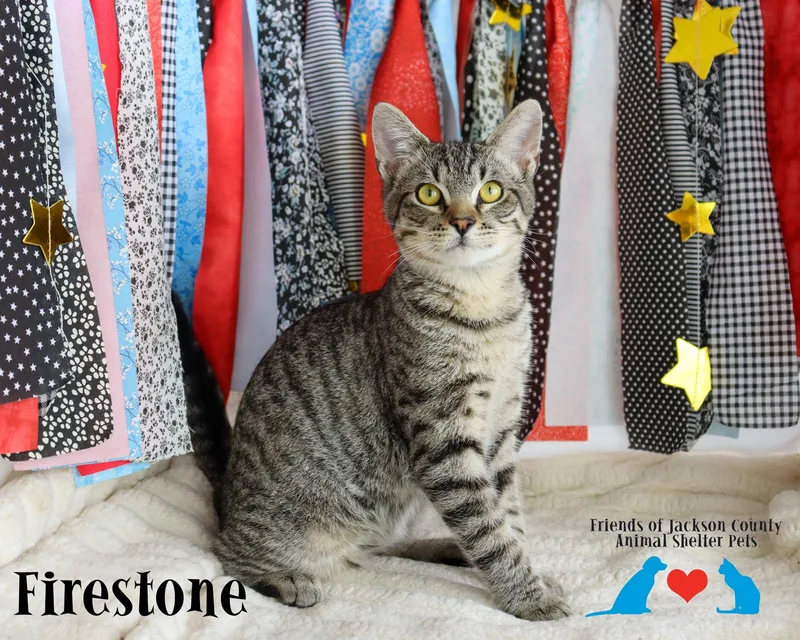 A baby small-sized male Tabby (Brown / Chocolate) Domestic Short Hair cat named FireStone for adoption in Ocean Springs, MS